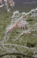 Pregnant Harlequin Ghostpipefish with spouse 